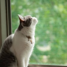 A curious domestic cat looking around