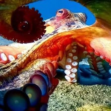 Octopus with its eight arms spread underwater