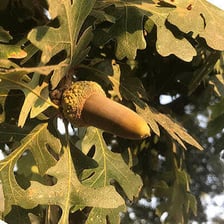 A mature oak tree bearing acorns.