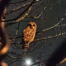 An owl perched on a branch at night