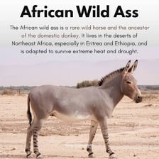 A donkey, or ass, standing near a horse.
