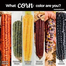Ears of yellow corn shown with differently colored corn varieties.