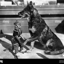 A German Shepherd representing Rin Tin Tin, the famous animal actor.