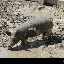 Pigs standing in a muddy farm pigsty