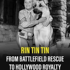 A German shepherd representing the famous film dog Rin Tin Tin.