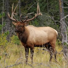An elk standing in a forested landscape