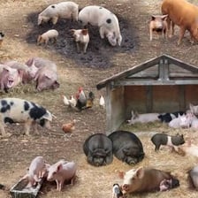 Pigs standing in a farm sty