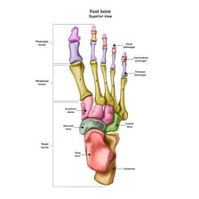 A human foot showing its five toes
