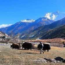 Shaggy yaks grazing in a Himalayan mountain landscape.
