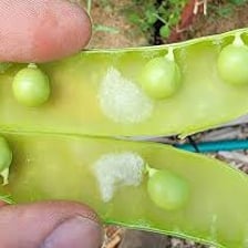 Green peas visible inside an opened pea pod.
