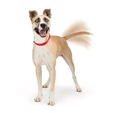 A happy dog with its tail wagging.