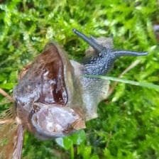 A shell-less slug on a garden surface