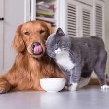 A cat and a dog shown as household pets.