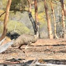 An emu in a landscape in Australia