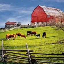 A traditional farm barn in a rural field.