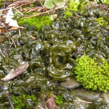 Green moss covering damp rocks beside water