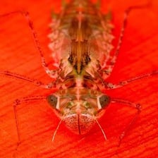 An immature dragonfly nymph in an aquatic environment