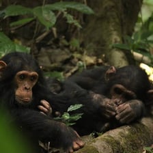 A chimpanzee sitting in a forested setting.