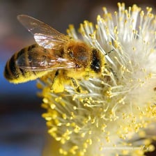 A honeybee collecting pollen from a flower