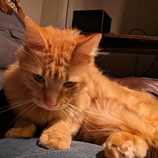 An orange tabby cat kept as a household pet