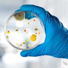 A clear Petri dish containing a laboratory culture