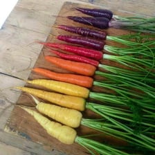 A group of carrots in orange, purple, yellow, and white varieties