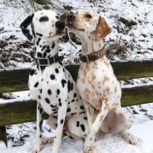 A Dalmatian dog showing its characteristic black spots