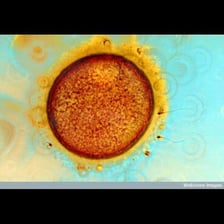 Scientific illustration of biological egg cells, or ova.