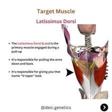 An anatomical illustration highlighting the latissimus dorsi during a pull-up
