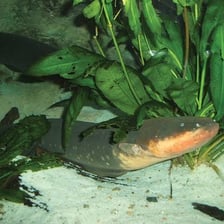 Long-bodied eel fish in water