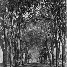Elm trees planted in a line along an urban street