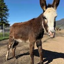 A donkey standing outdoors.