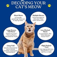 A cat with its mouth open as it meows.