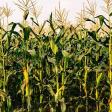 Cultivated farmland representing agriculture