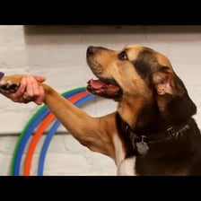 A dog extending one paw toward a person