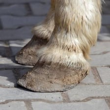 A horse’s hooves walking on a hard surface