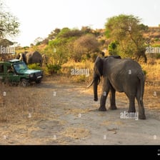 A safari vehicle observing wildlife on an African savanna.