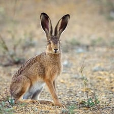 A European hare standing in a grassy field
