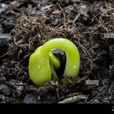A young seedling coming forth from the soil.
