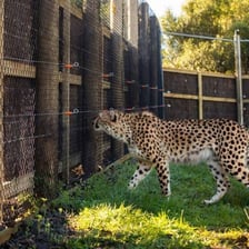 A fenced research area designed to keep animals from entering.