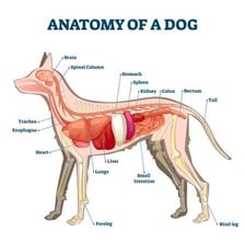 An anatomical illustration highlighting the rear portion of an animal