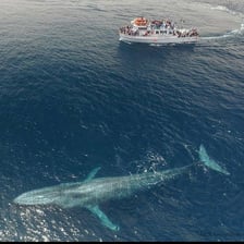 A very large animal shown beside people for scale.
