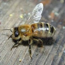 A close-up view of a bee, a familiar source of a low buzzing sound