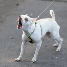 A small dog barking with its mouth open