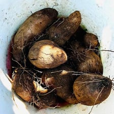 Large yam tubers displayed after an African harvest