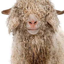 An Angora goat with a long, curly white coat