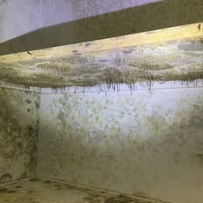 A damp basement wall with visible mildew.