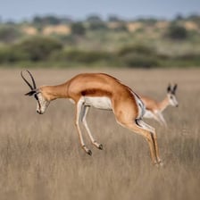 A springbok antelope leaping across open grassland.