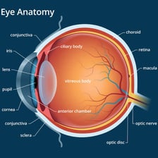 Educational illustration showing the structure of a human eye