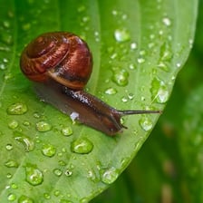 A snail moving slowly across a leaf